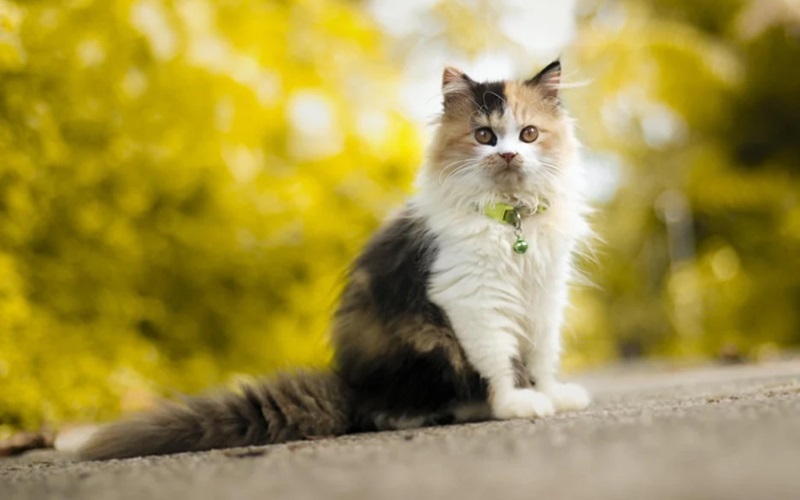 Are Persian Cats Friendly Discover Their Charming Personalities