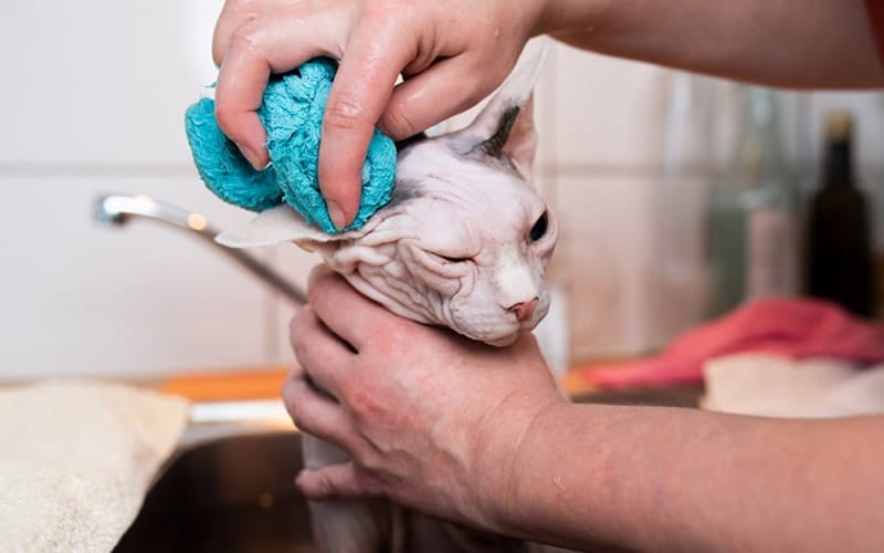 Benefits of Using Waterless Pet Shampoo