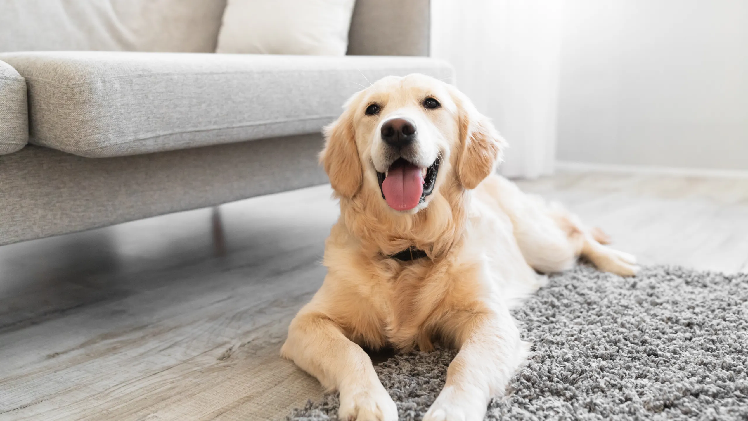 Breathe Easy: Top 5 Pet Friendly Air Fresheners for a Fresh Home