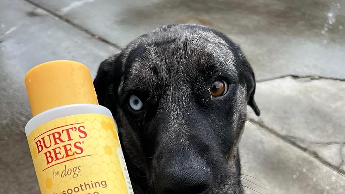 Burt’s Bees for Dogs Itch Soothing Shampoo