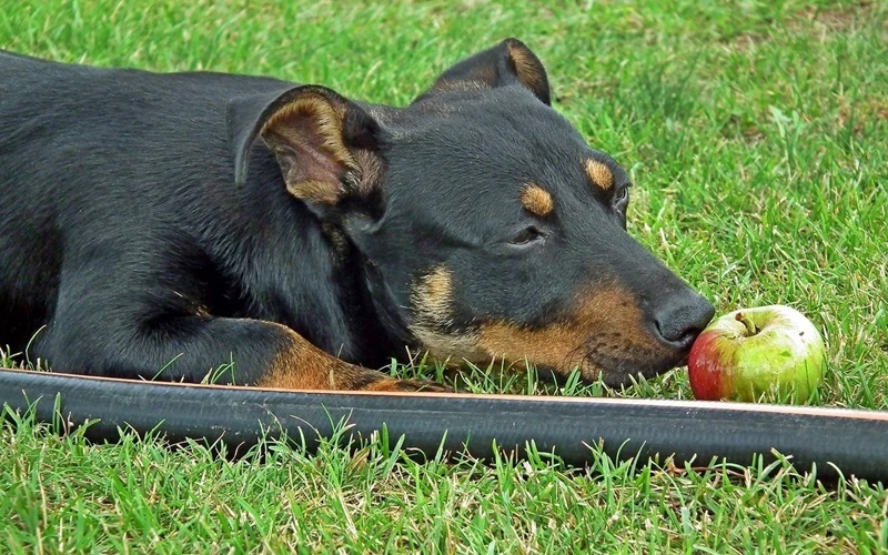 Can Dogs Eat Green Apples? Exploring the Benefits and Risks