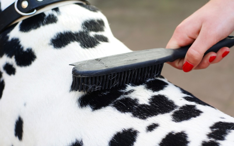 Can I Use Dandruff Shampoo on My Dog? What You Need to Know