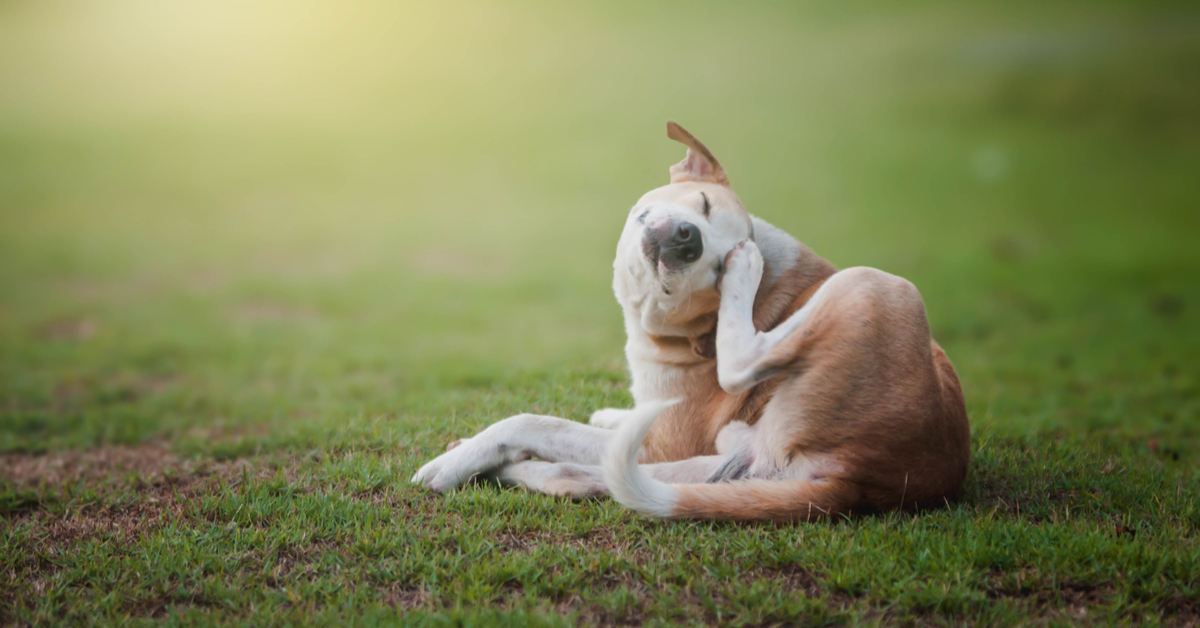 Can I Use Dandruff Shampoo on My Dog?