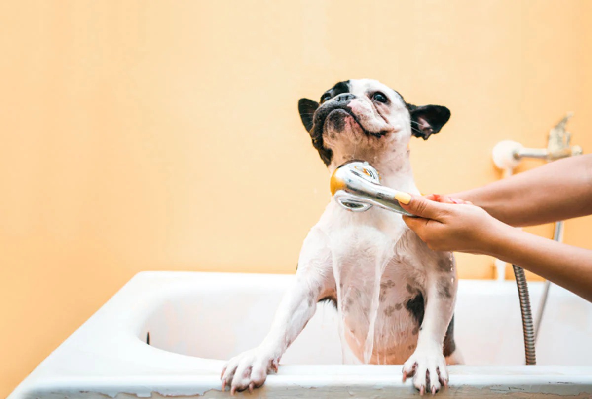 Can You Use Human Dandruff Shampoo on Dogs?