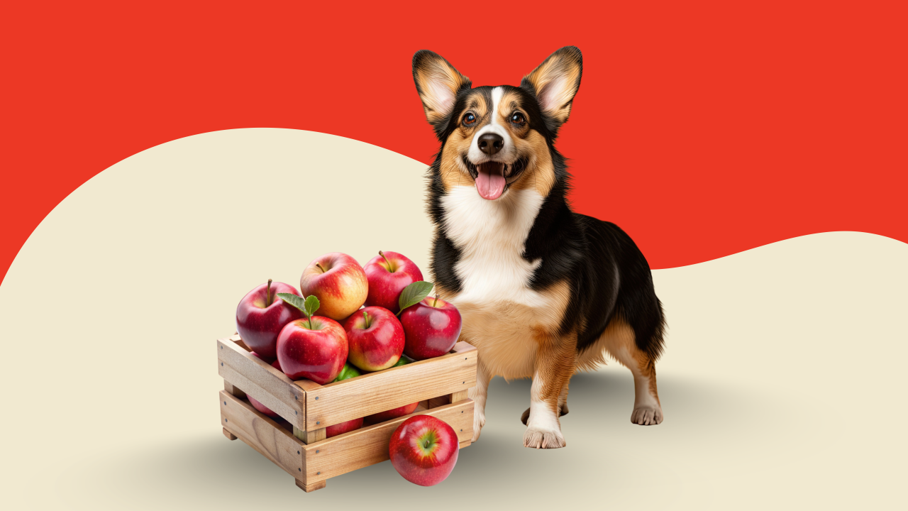 Creative Ways to Incorporate Apples into Your Dog's Diet