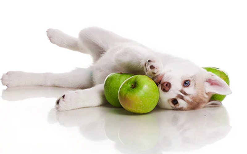 Green Apples for Dogs Benefits, Risks, and How to Serve Them