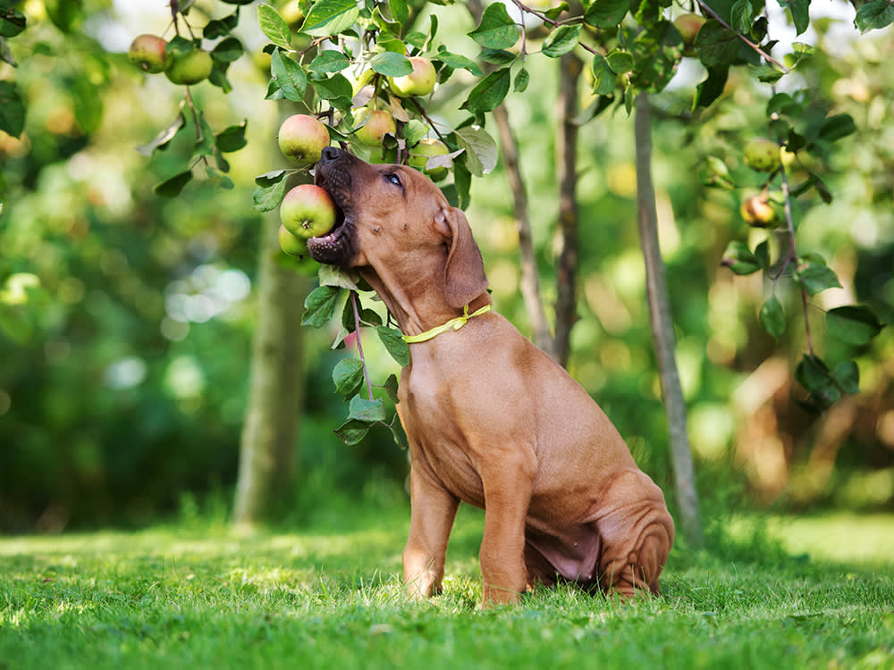 Health Benefits of Green Apples for Dogs