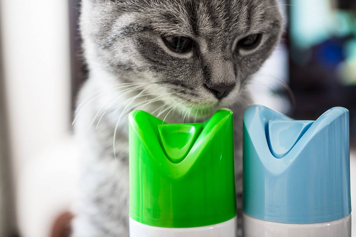 How to Choose Safe Air Fresheners for Cats