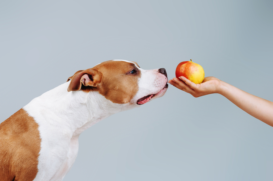 How to Safely Feed Green Apples to Your Dog