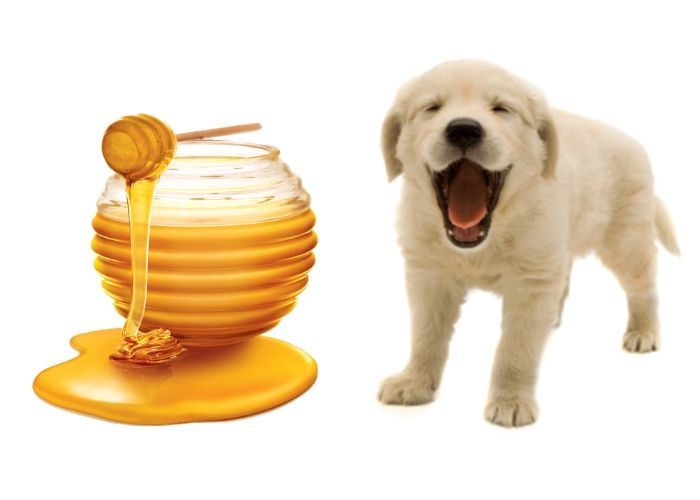 How to Safely Use Honey for Dogs