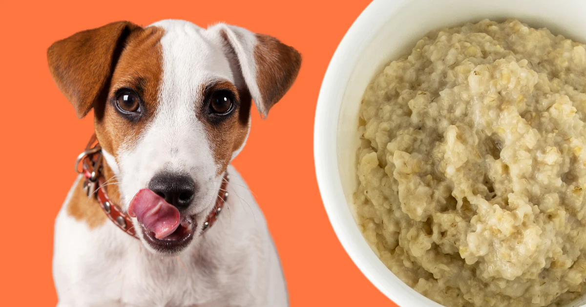 How to Serve Oatmeal to Your Dog