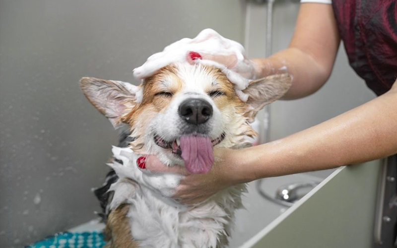 Is Dandruff Shampoo Safe for Dogs? Everything You Need to Know