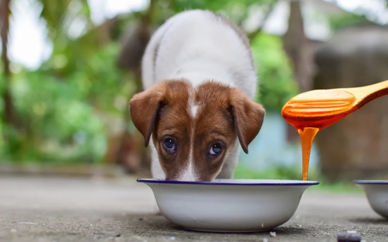 Is Honey the Cure? How Honey Can Help Dogs with Diarrhea