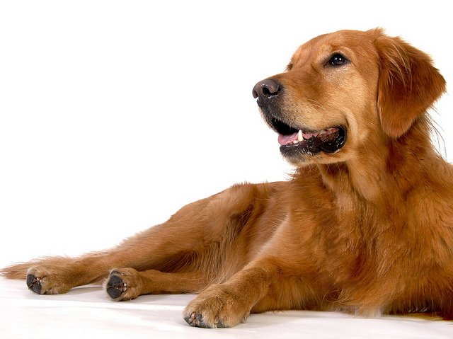 Potential Risks of Benzalkonium Chloride for Dogs