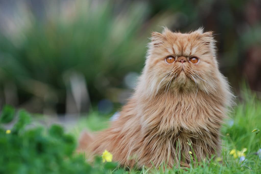 Real-Life Examples of Persian Cat Friendliness