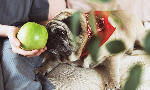 Risks of Feeding Green Apples to Dogs