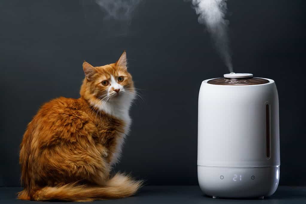 Signs Your Air Freshener is Affecting Your Cat