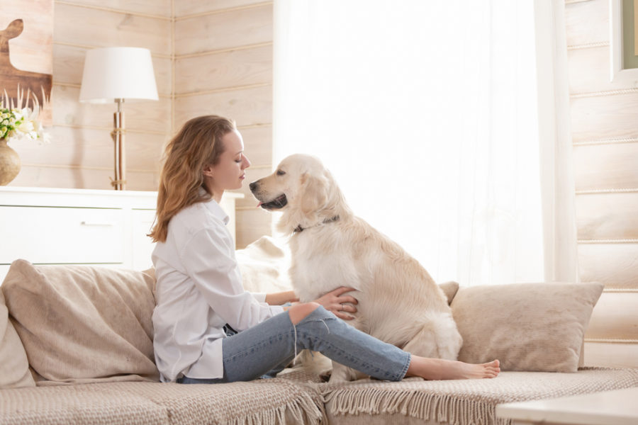 Stages of the Dog’s Heat Cycle