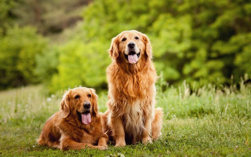 Stages of the Female Dog Cycle