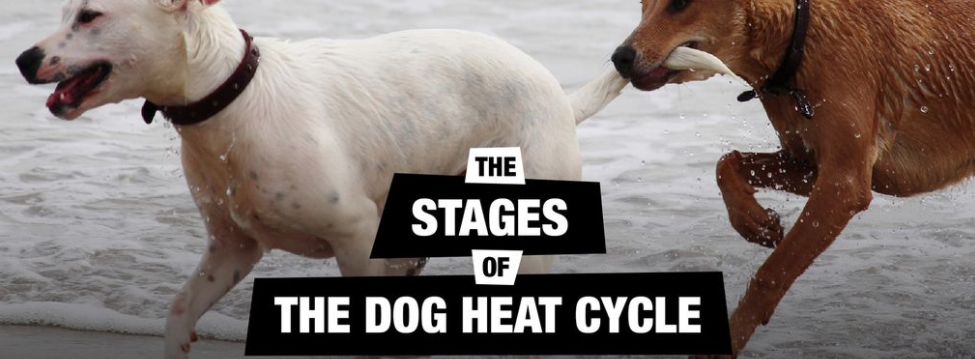 Stages of the Heat Cycle