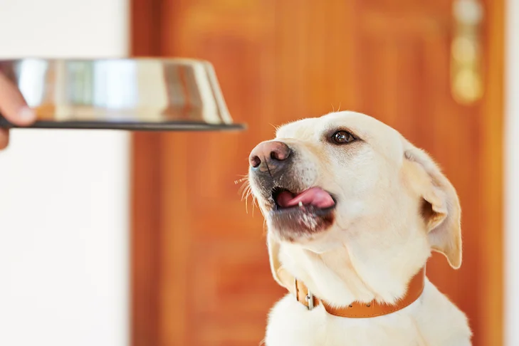 Sweet Relief: Proper Honey Dosage for Dogs Explained