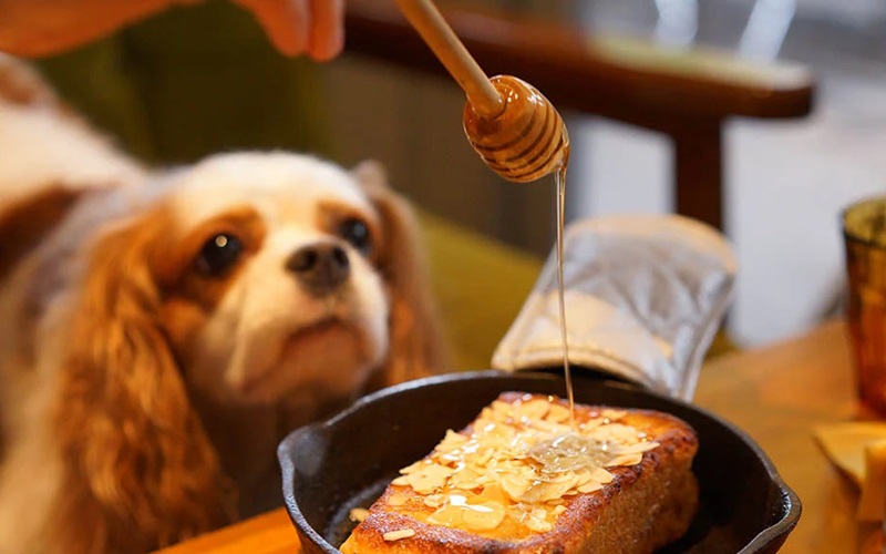 The Benefits of Manuka Honey for Dogs: What Every Pet Owner Should Know