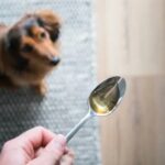 The Healing Power of Manuka Honey for Dogs: Benefits and Uses