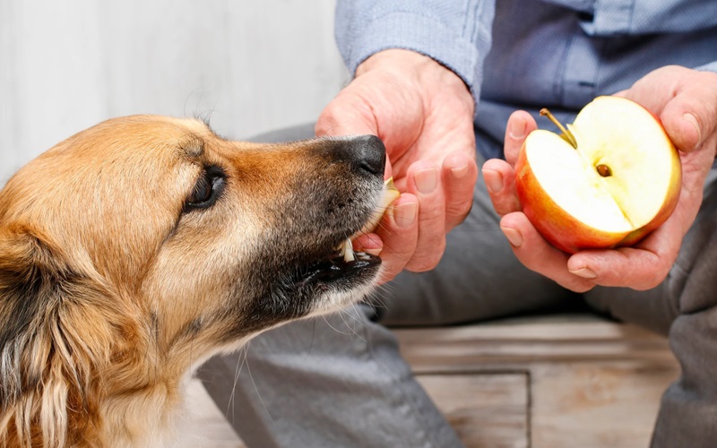 The Surprising Health Benefits of Apples for Dogs: A Complete Guide