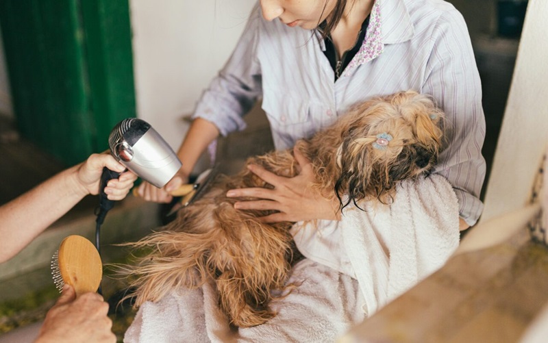 Tick Bath Time: How to Safely Remove Ticks from Your Dog