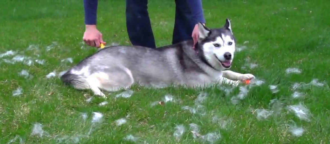 Tips for Bathing Your Husky