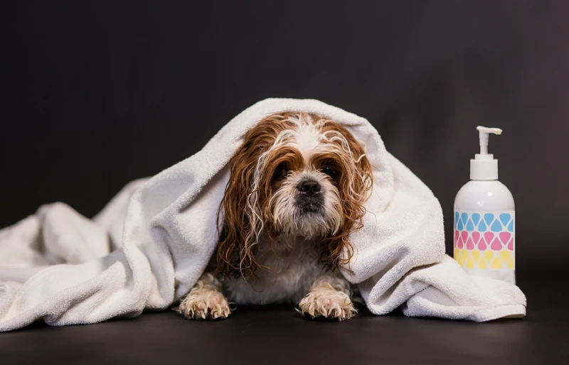 Tips for Bathing Your Shih Tzu