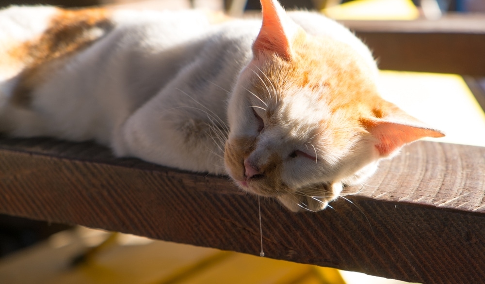 Tips for Using Air Fresheners Safely Around Cats