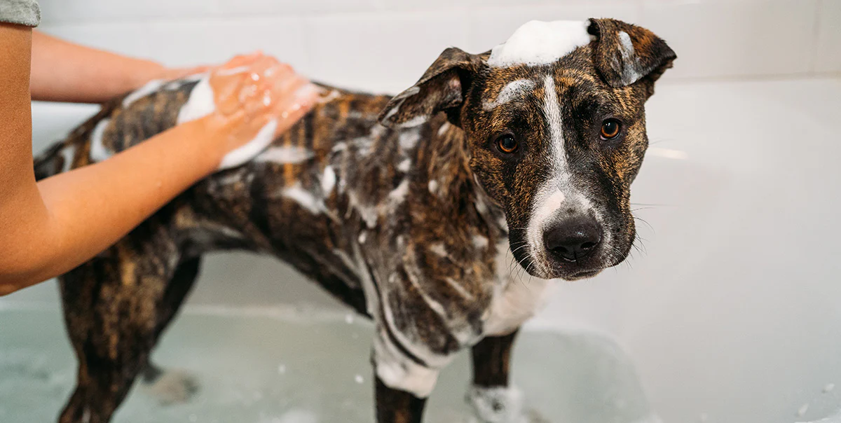 Tips for Using Itching Shampoo on Dogs