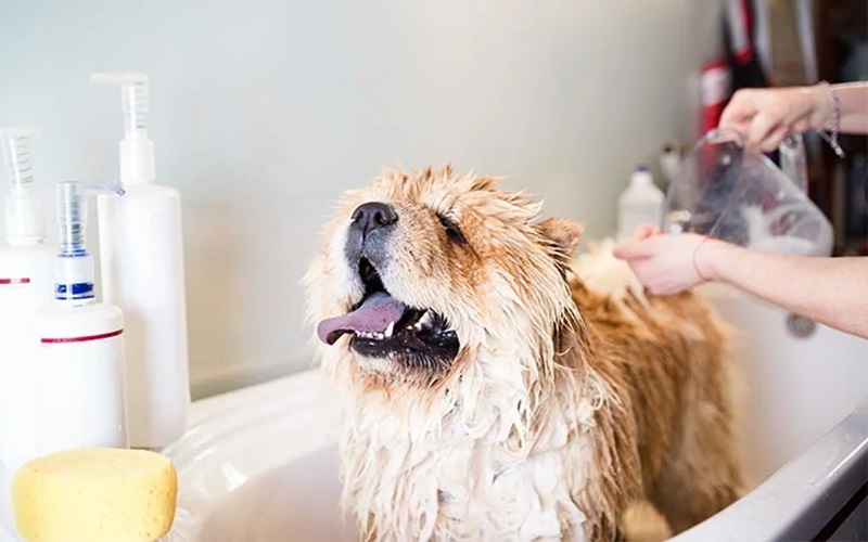 Top 10 Anti-Shed Dog Shampoos for a Cleaner Home