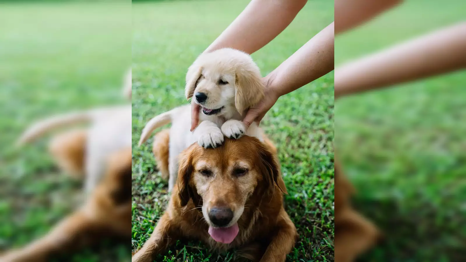 Top 10 Best Dog Dry Shampoos for Quick and Easy Grooming