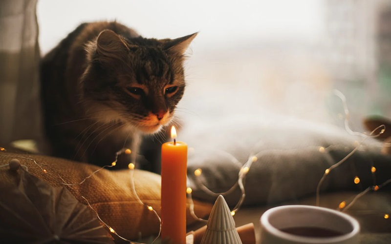 Top 10 Cat Friendly Air Fresheners for a Fresh and Safe Home