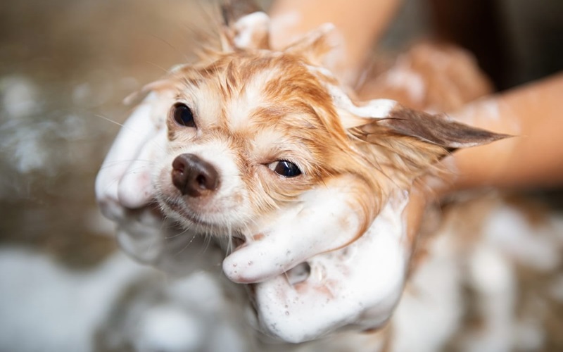 Top 10 Dog Conditioners for Dry Skin: Restore Your Pet's Shine