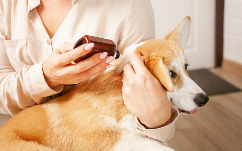 Top 10 Dog Shampoos for Fleas