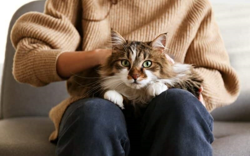 Top 10 Tips for Easing Your Cat's Anxiety: A Complete Guide