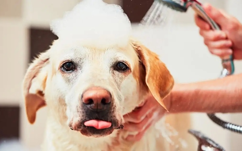 Top Dog Shampoos to Relieve Itching: Your Pet's Path to Comfort