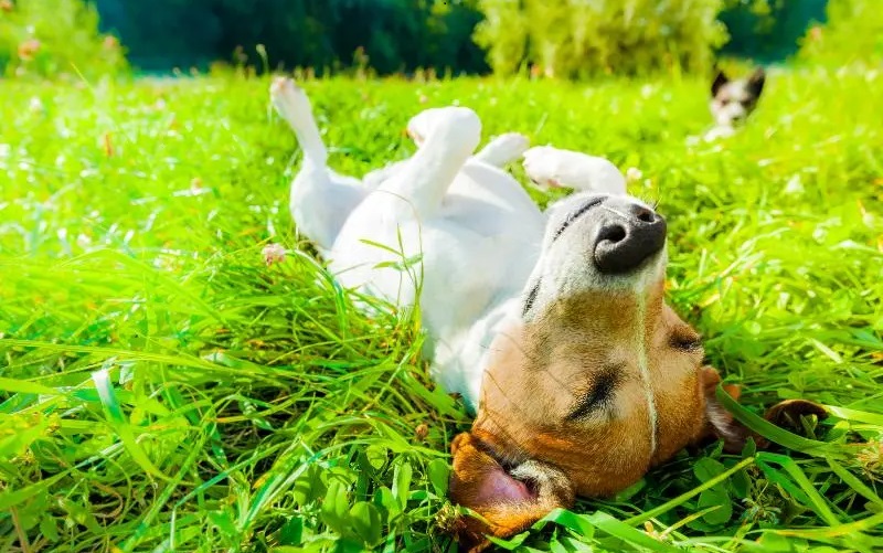 Understanding Dog Heat Cycles: A Comprehensive Guide for Pet Owners