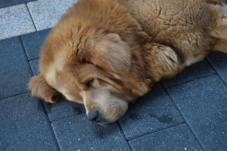 Understanding Dog Shedding