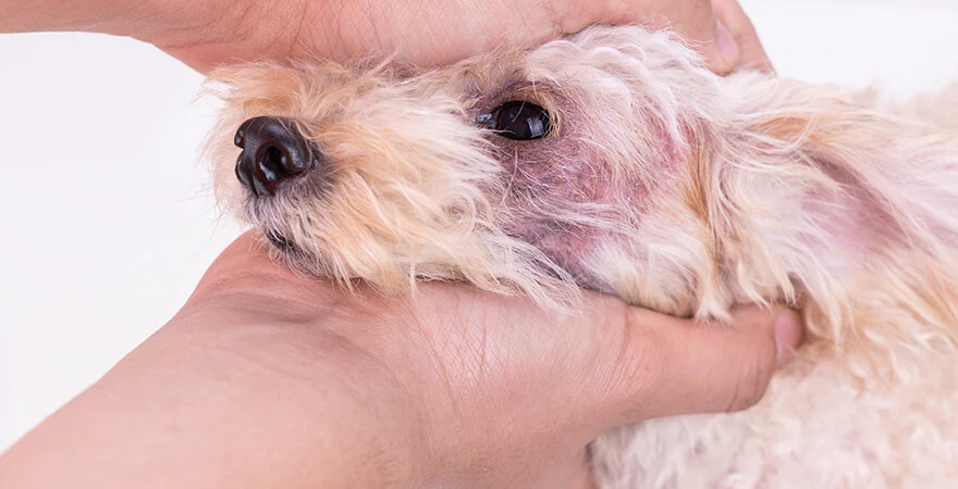 Understanding Dry Skin in Dogs