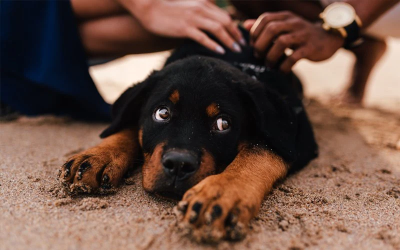 Vet’s Best Waterless Dog Bath