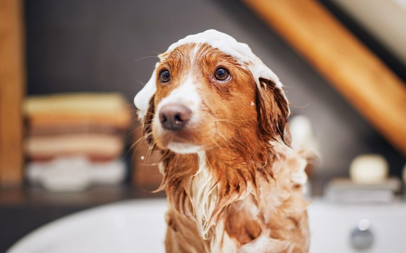 Waterless Pet Shampoo: The Ultimate Solution for Quick and Easy Grooming