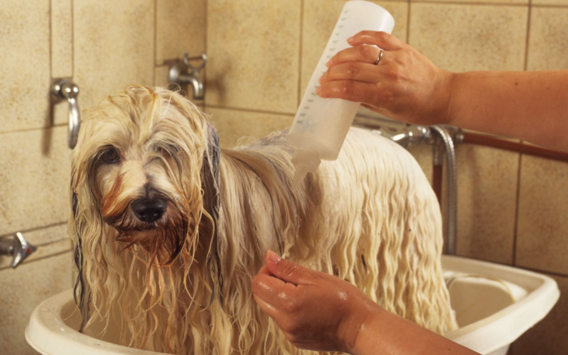 What Dog Shampoo is Best for Fleas: Keep Your Pet Itch-Free